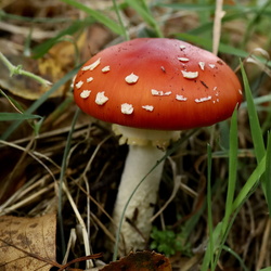 Alles Pilze