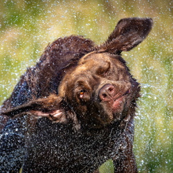 Hundeshooting